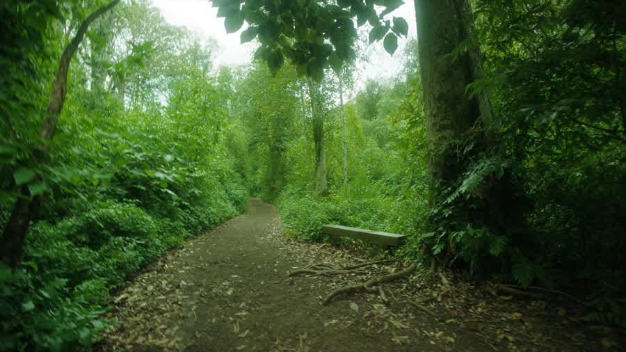 Walking trail through dense lowland rainforest on the Osa Peninsula