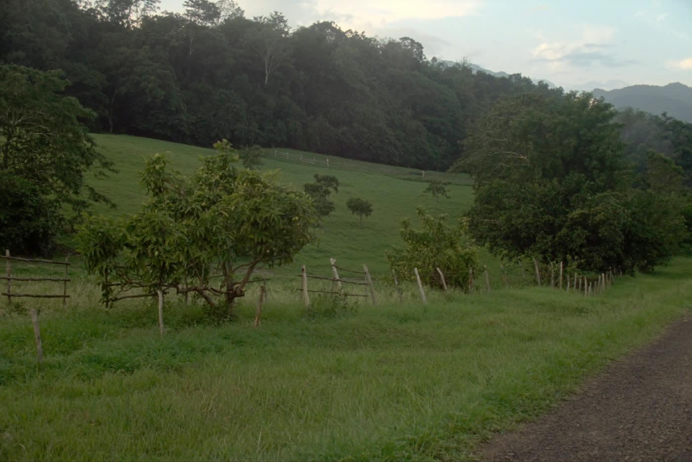 Rolling pasture farmland near Puerto Jiménez with rainforest hills behind