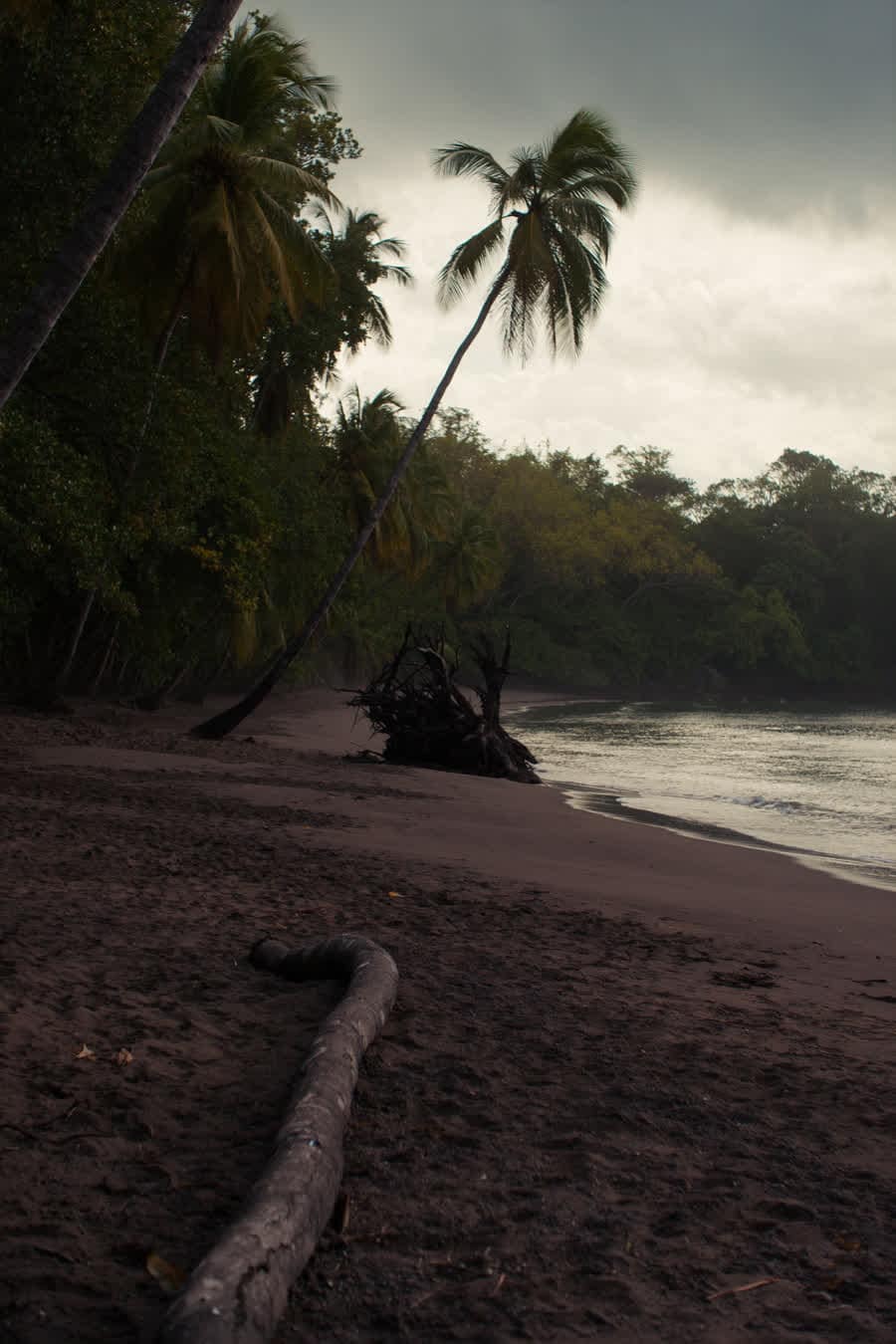 Dark-sand beach where the rainforest meets the Golfo Dulce
