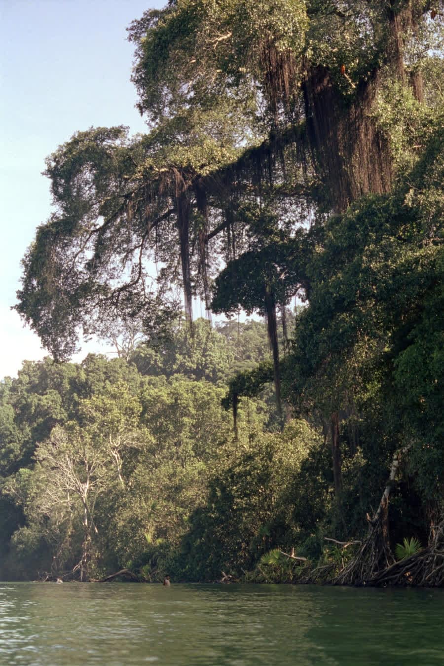 Primary rainforest canopy on the Osa Peninsula, seen from below