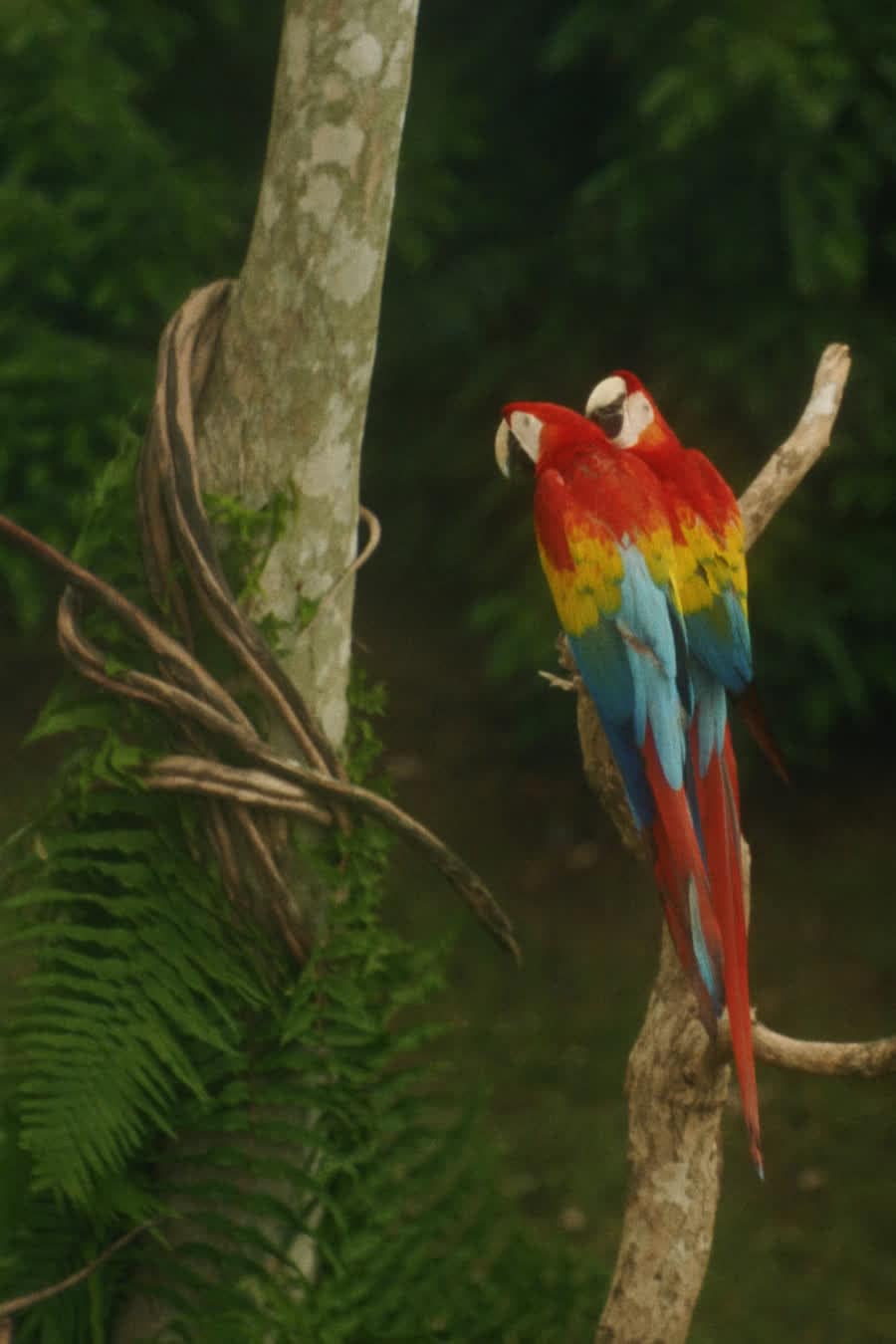 Pair of wild scarlet macaws perched at the rainforest edge