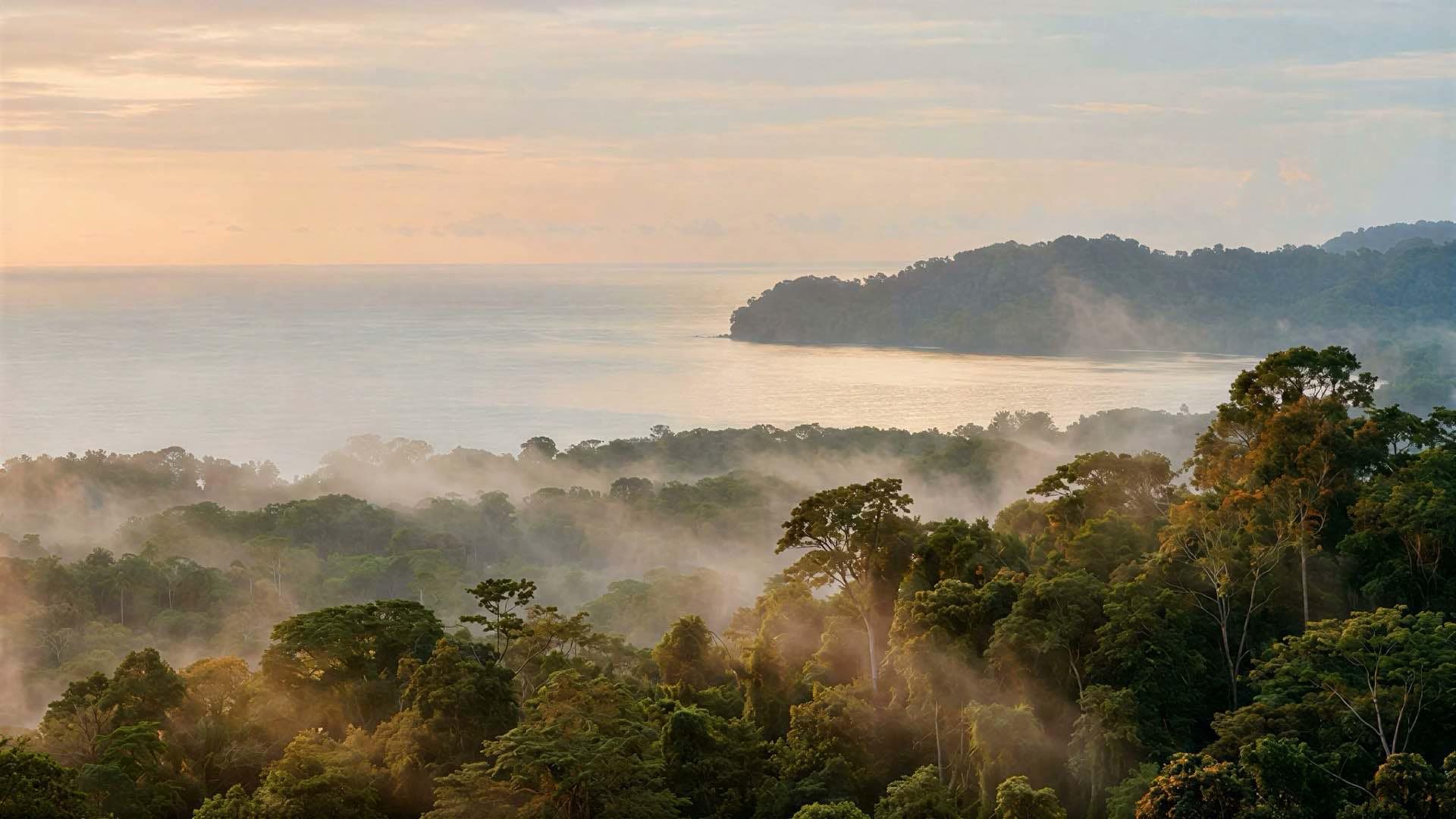 Osa Peninsula rainforest canopy meeting the Golfo Dulce at golden hour